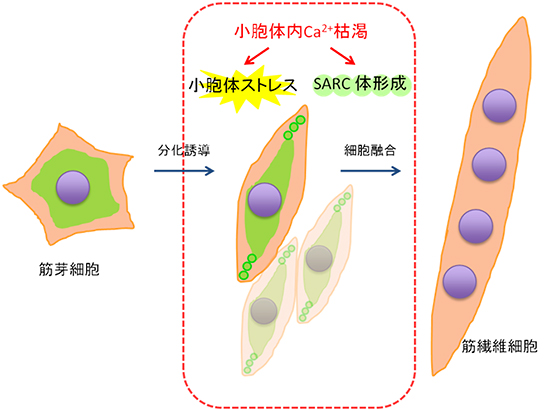 筋分化過程における小胞体内カルシウム枯渇と小胞体ストレスの図