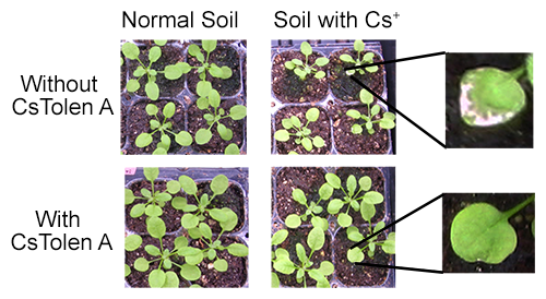 Pictures showing how CsTolen A reduces cesium-induced growth retardation
