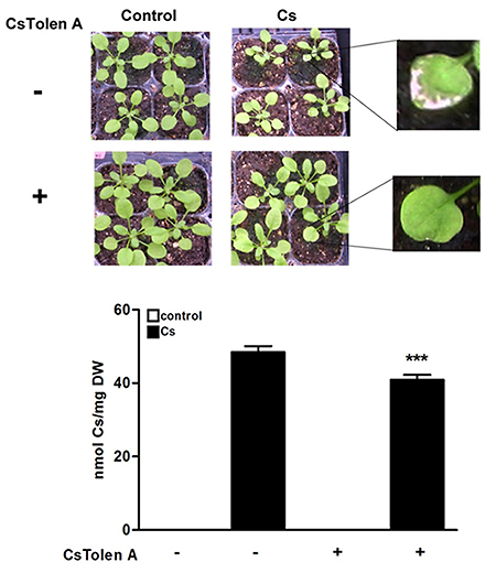 CsTolen A処理の有無による生育状況の違いと植物体内のセシウム含有量の違いの図