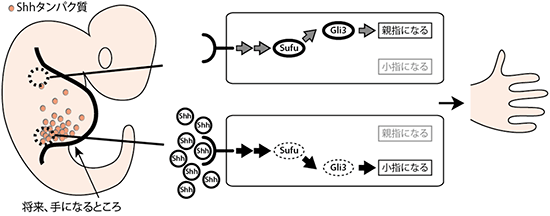 指の向きを決めるメカニズムにおけるHhシグナル伝達系の図