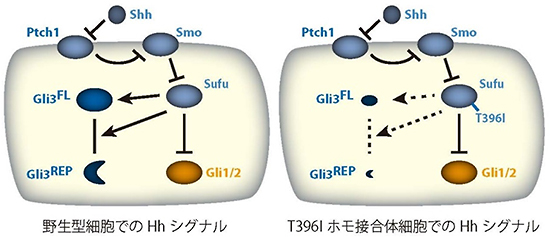 Hhシグナル伝達系のモデルとT396Iタンパク質の活性図
