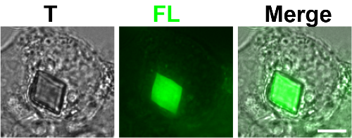 Image of Xpa crystal inside a live cell