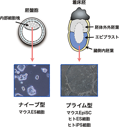 マウス初期胚と多能性幹細胞の図