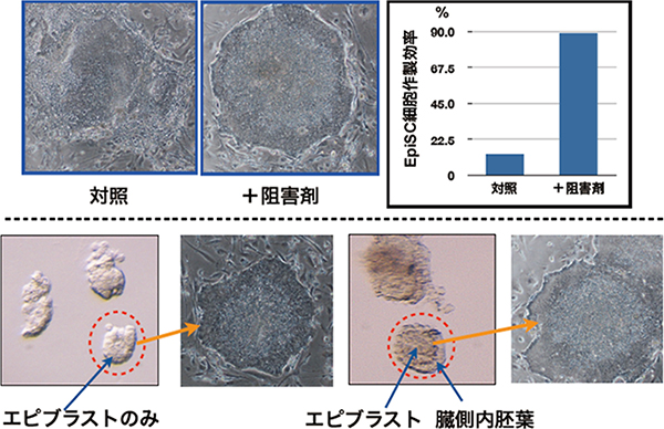 Wnt阻害剤を用いたEpi幹細胞の高効率樹立法の図