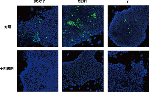 Wnt阻害剤による均質なEpi幹細胞の樹立の図
