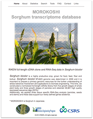 ソルガムのトランスクリプトームデータベース「MOROKOSHI」の図