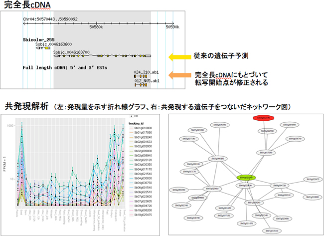 MOROKOSHIデータベースの内容例の図