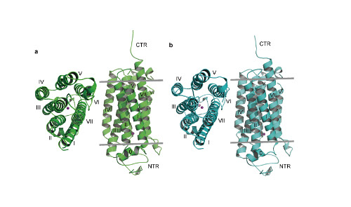 Receptor structure