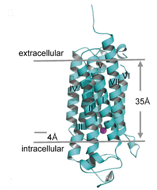 Position of the zinc ion