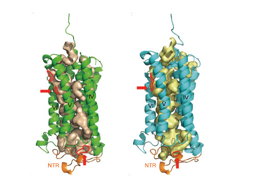 Large cavities in the receptors