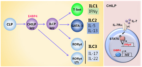 然リンパ球の分化過程におけるE4BP4/NFIL-3の役割の図