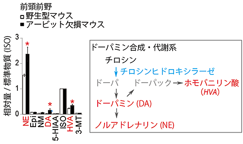 前頭前野におけるモノアミン量の測定結果の図