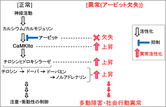 アービットによるCaMKIIα活性抑制を介したカテコールアミンの恒常性維持機構と破綻の図