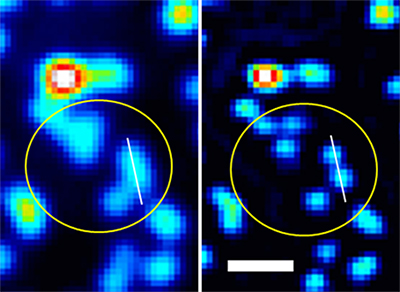 蛍光ビーズを用いた原理の確認実験図