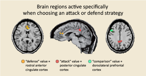 Picture showing brain regions active when deciding to attack or defend