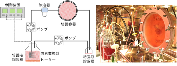 摘出臓器の生体外長期保存・機能蘇生技術を開発 | 理化学研究所