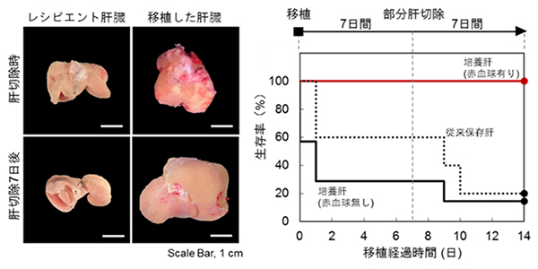 移植した培養臓器の肝再生能の解析図