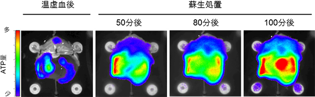 心停止ドナーの生体外灌流による蘇生効果の解析図