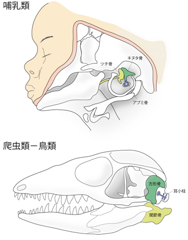 哺乳類（ヒト胎児）と爬虫類-鳥類（トカゲ）の中耳の構造図