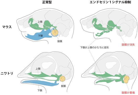 正常型と実験操作を施したマウスとニワトリの図