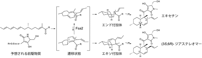 Fsa2が関与するデカリン環形成の推定反応メカニズムの図