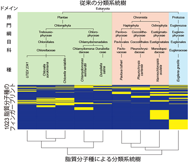 脂質分子種による藻類の分類系統樹の図