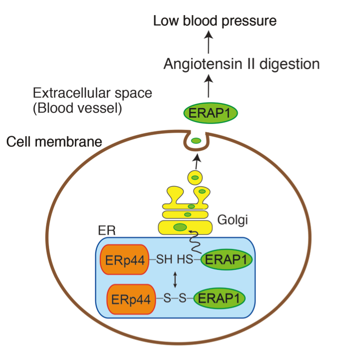 Schematic showing how ERp44 controls blood pressure