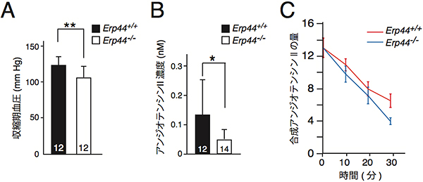 ERp44欠損マウスの血圧、アンジオテンシンII濃度・分解の測定結果の図