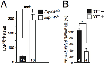 ERp44欠損マウスの血液中のLAP活性 (A)とERp44—ERAP1結合量の測定結果(B)の図