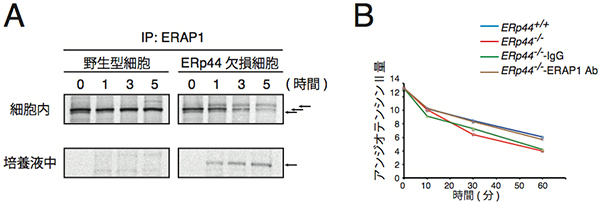ERAP1の細胞内での動態（A）とERAP1を除去した血清のアンジオテンシンIIの分解（B）の図