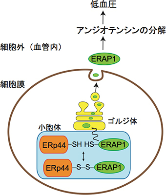 ERp44による血圧制御機構のモデル図の画像