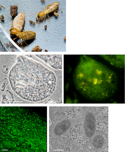 オオシロアリと腸内の原生生物、その細胞内共生細菌の図