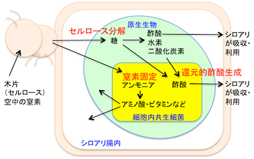 本研究で明らかになった細胞内共生細菌の役割の図