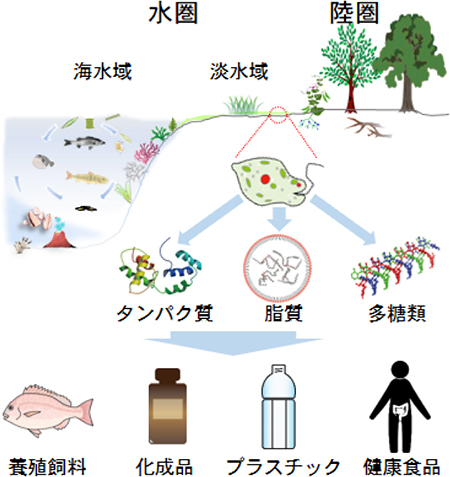 水圏生物由来の分子資源の利用の図