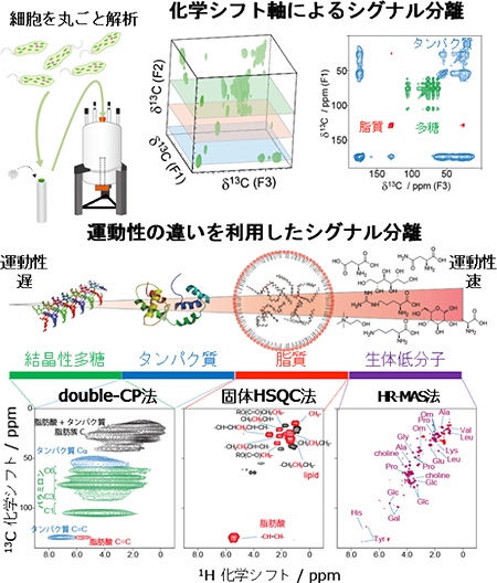 多次元固体NMR法を用いたユーグレナ細胞丸ごと解析の図