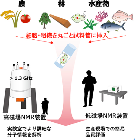 農林水産物の評価に貢献するNMRの技術開発の図