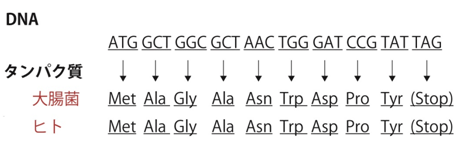 遺伝暗号によるDNAの塩基配列からタンパク質のアミノ酸配列への変換の図
