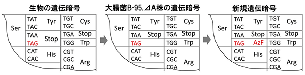 大腸菌（B-95.⊿A株）におけるTAGコドンの役割の図