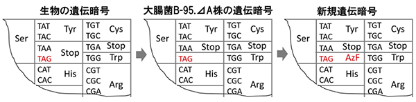大腸菌(B-95.⊿A株)におけるTAGコドンの役割の図