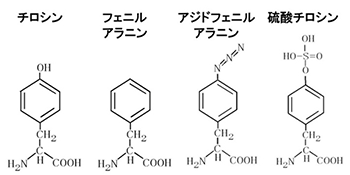 アミノ酸の化学構造の図