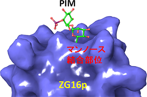 ZG16pが結核菌の糖鎖PIMを認識する様子の図