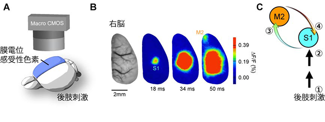 第一体性感覚野（S1）と第二運動野（M2）間の反響回路の形成の図