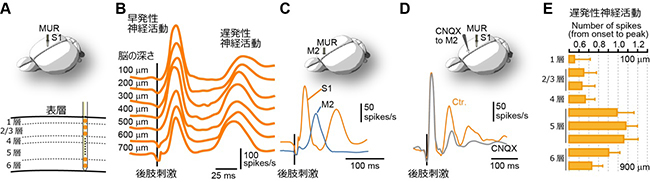 S1とM2におけるマウス後肢刺激時の神経活動の図