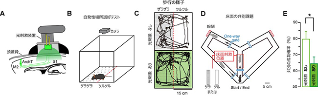 M2からS1への外因性トップダウン入力が皮膚感覚の知覚に与える影響の図