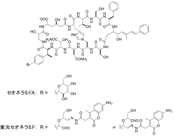 セオネラミドと蛍光標識体の化学構造の図