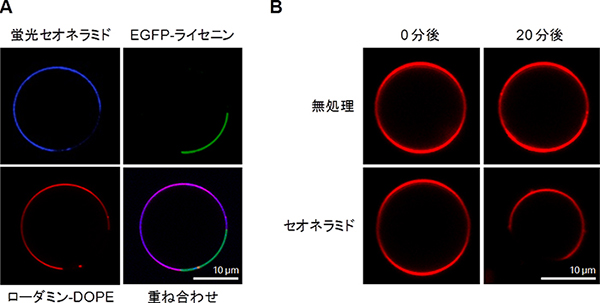 セオネラミドの人工脂質二重膜への結合の図