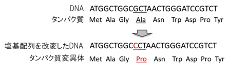DNAの塩基配列の情報に基づいたタンパク質の合成の図