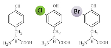 ハロゲン化チロシンの化学構造図