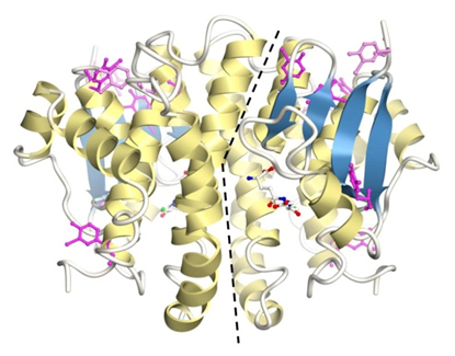 構造が安定化したGST変異体の立体構造図