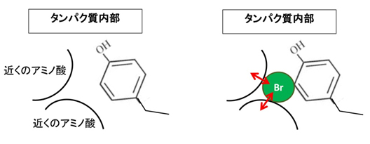 グルタチオンS-転移酵素（GST）内部の図